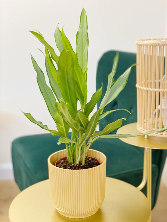 Aglaonema White Lance | Chinese Evergreen | House Plant - House of Kojo