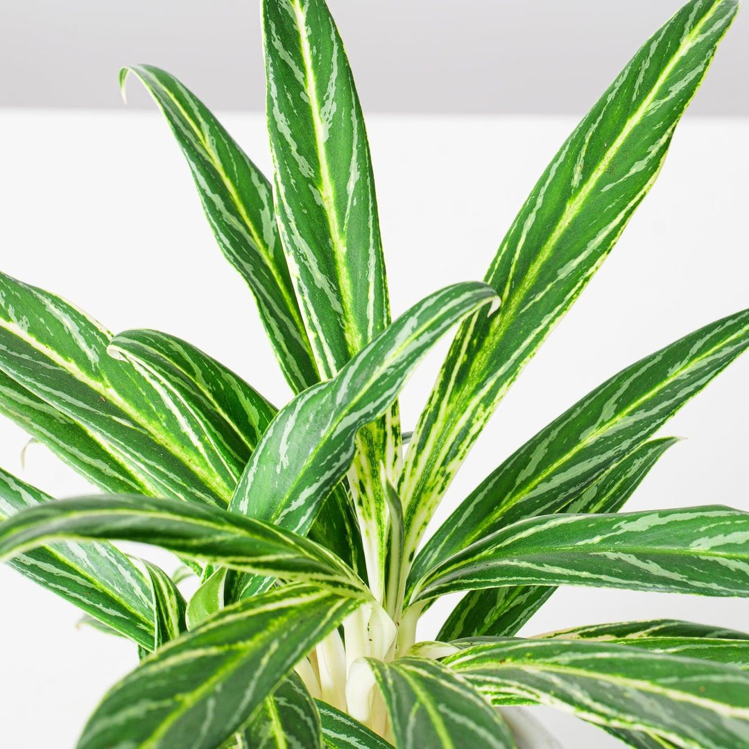 aglaonema stripes uk Aglaonema Zebra Feathers