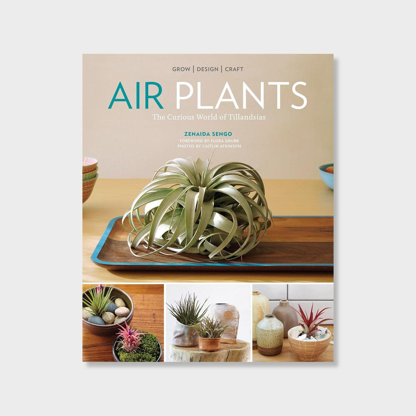 Air Plants : The Curious World of Tillandsias - House of Kojo