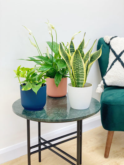 Air Purifying Bundle | House Plant | Devils Ivy | Sansevieria | Peace Lily - House of Kojo