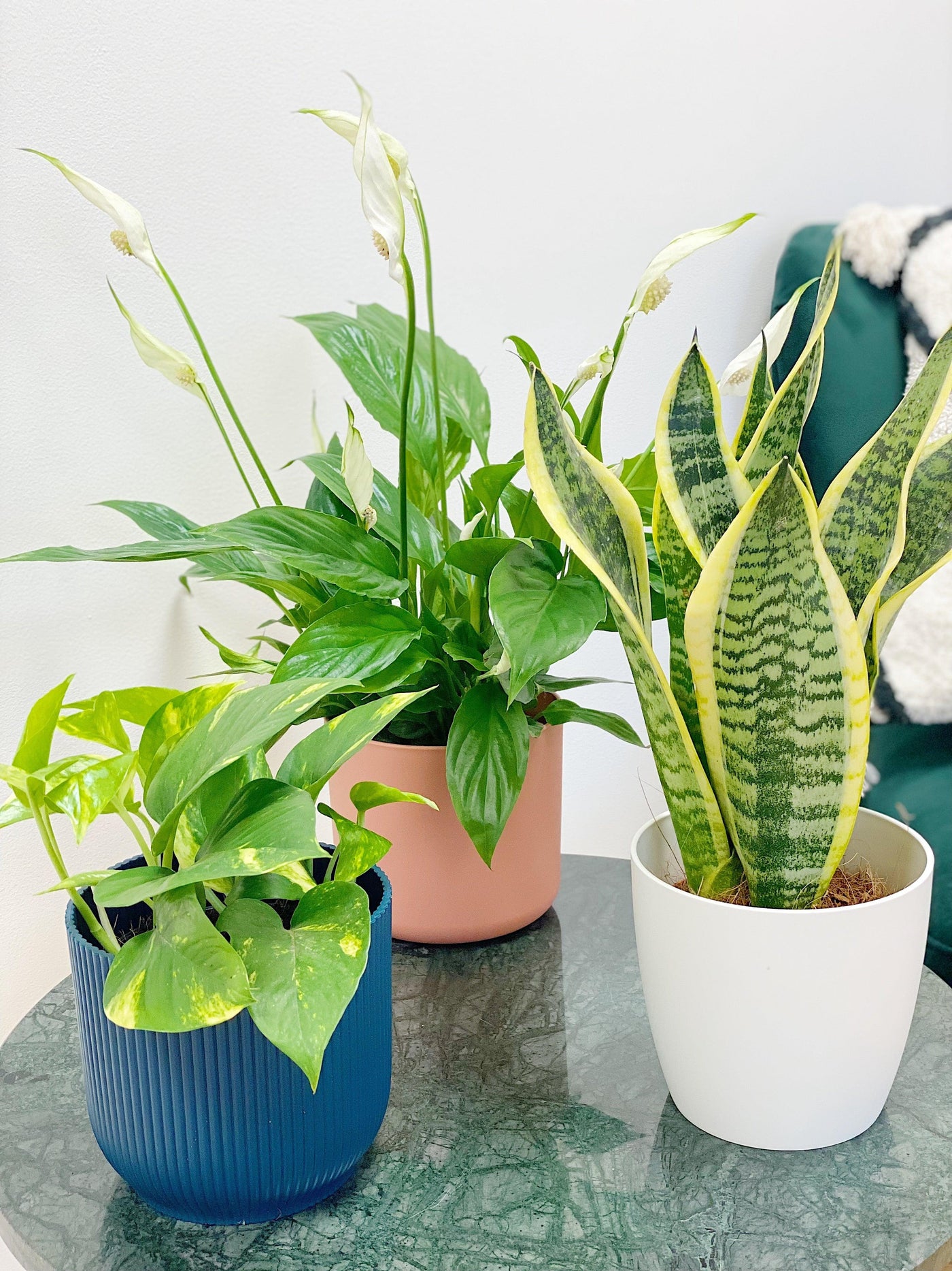 Air Purifying Bundle | House Plant | Devils Ivy | Sansevieria | Peace Lily - House of Kojo