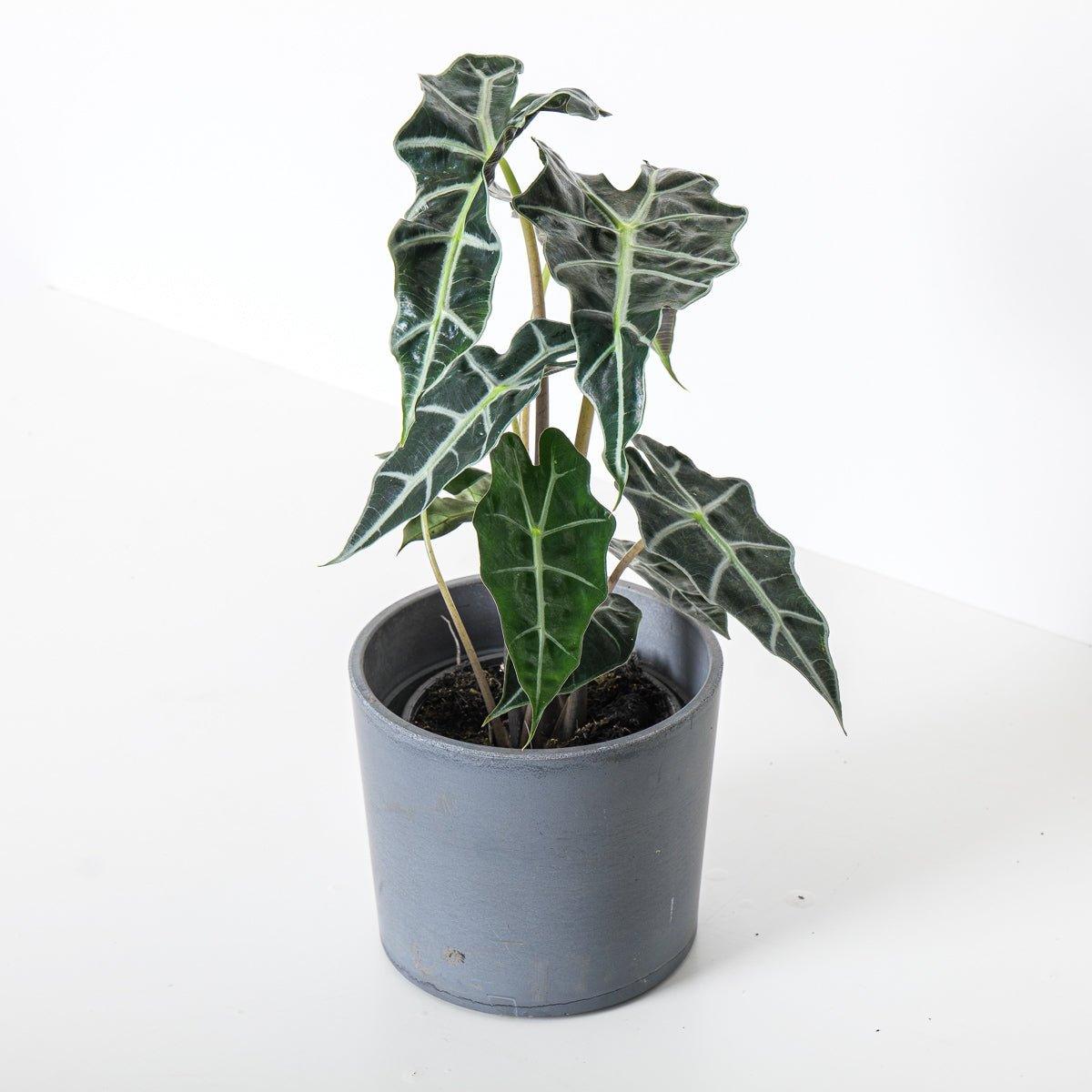 Alocasia Amazonica Dwarf - House of Kojo