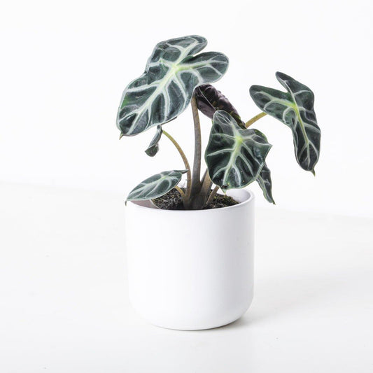 Alocasia Balloon Heart - House of Kojo
