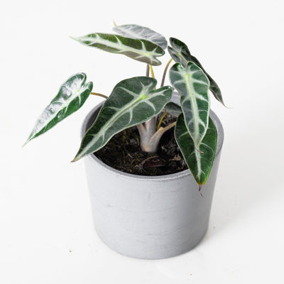 Alocasia Bambino - House of Kojo