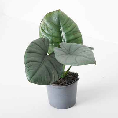 Alocasia Bisma - House of Kojo