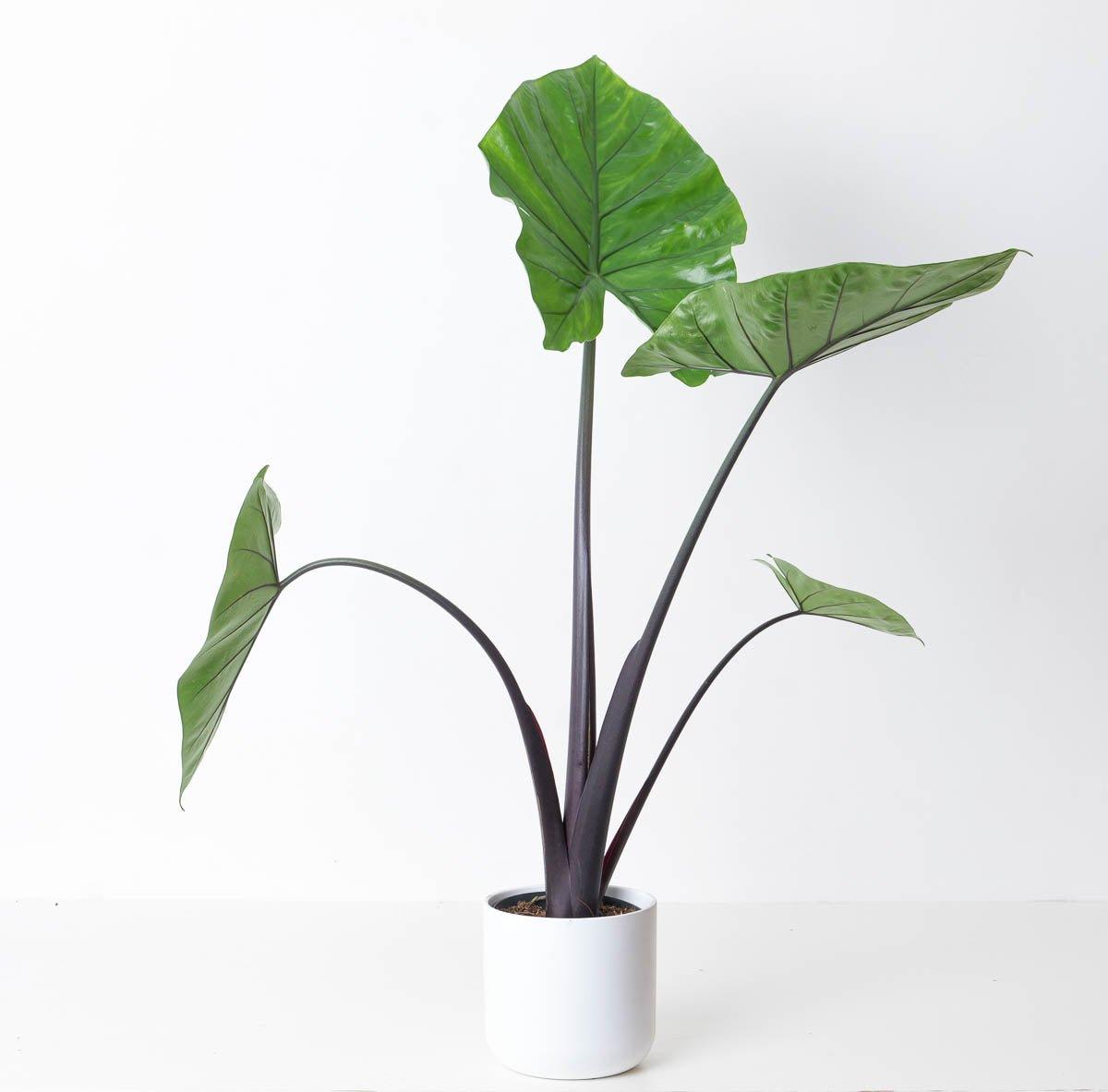 Alocasia Black Stem - House of Kojo