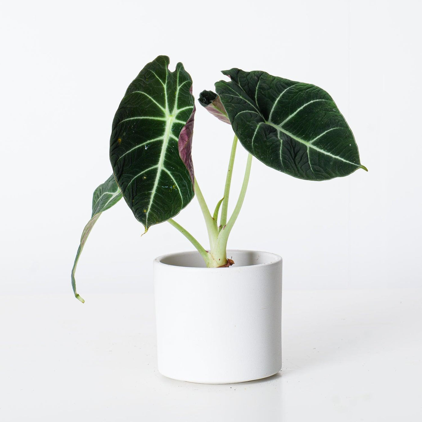 Alocasia Black Velvet - House of Kojo