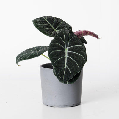 Alocasia Black Velvet - House of Kojo