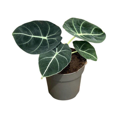 Alocasia Black Velvet - House of Kojo