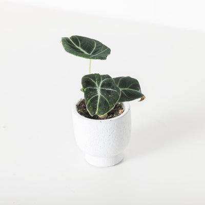 Alocasia Black Velvet - House of Kojo