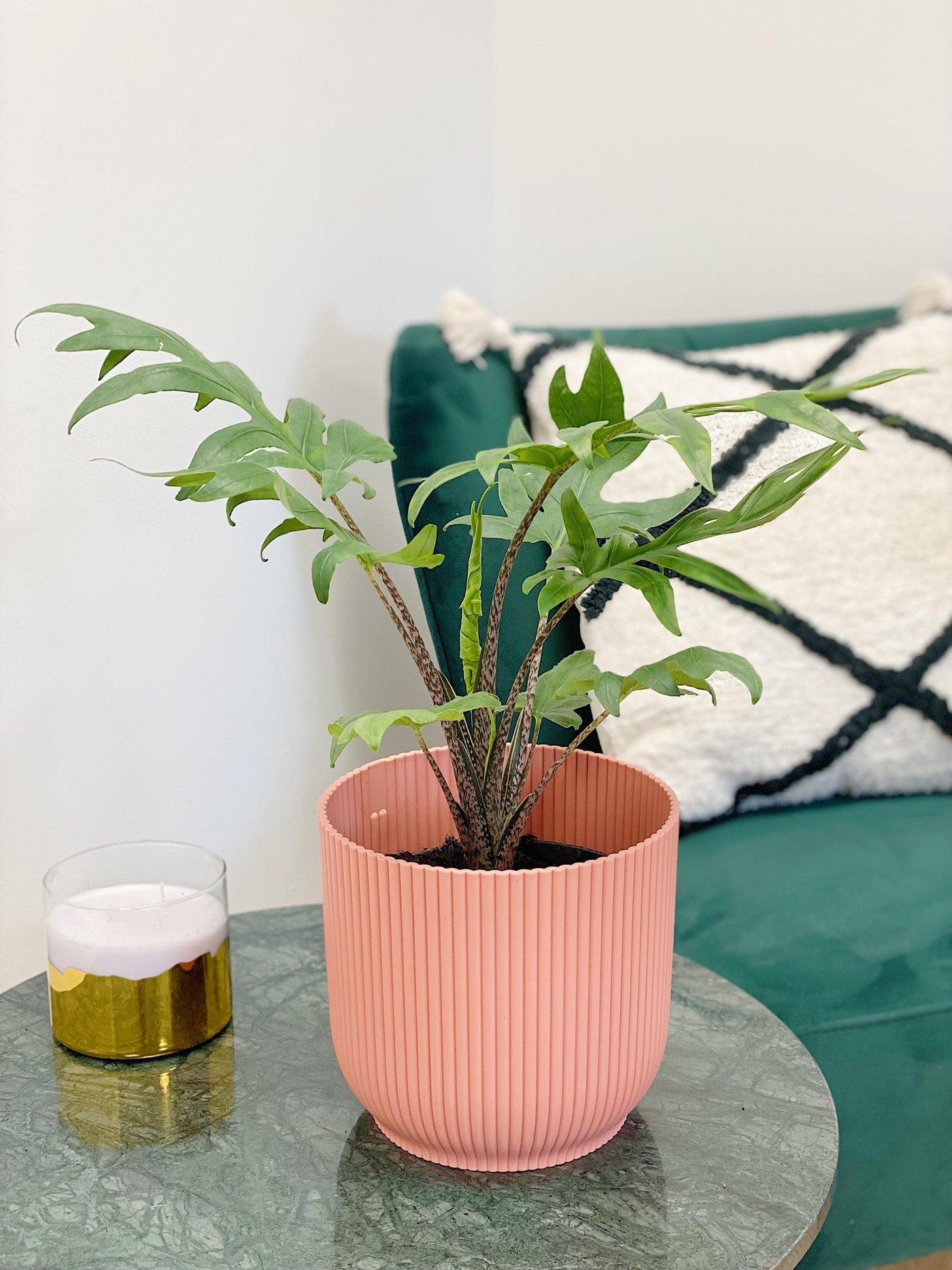 Alocasia Brancifolia Pink Passion - House of Kojo