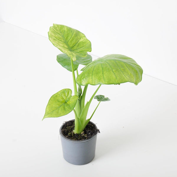 Alocasia Calidora Variegated