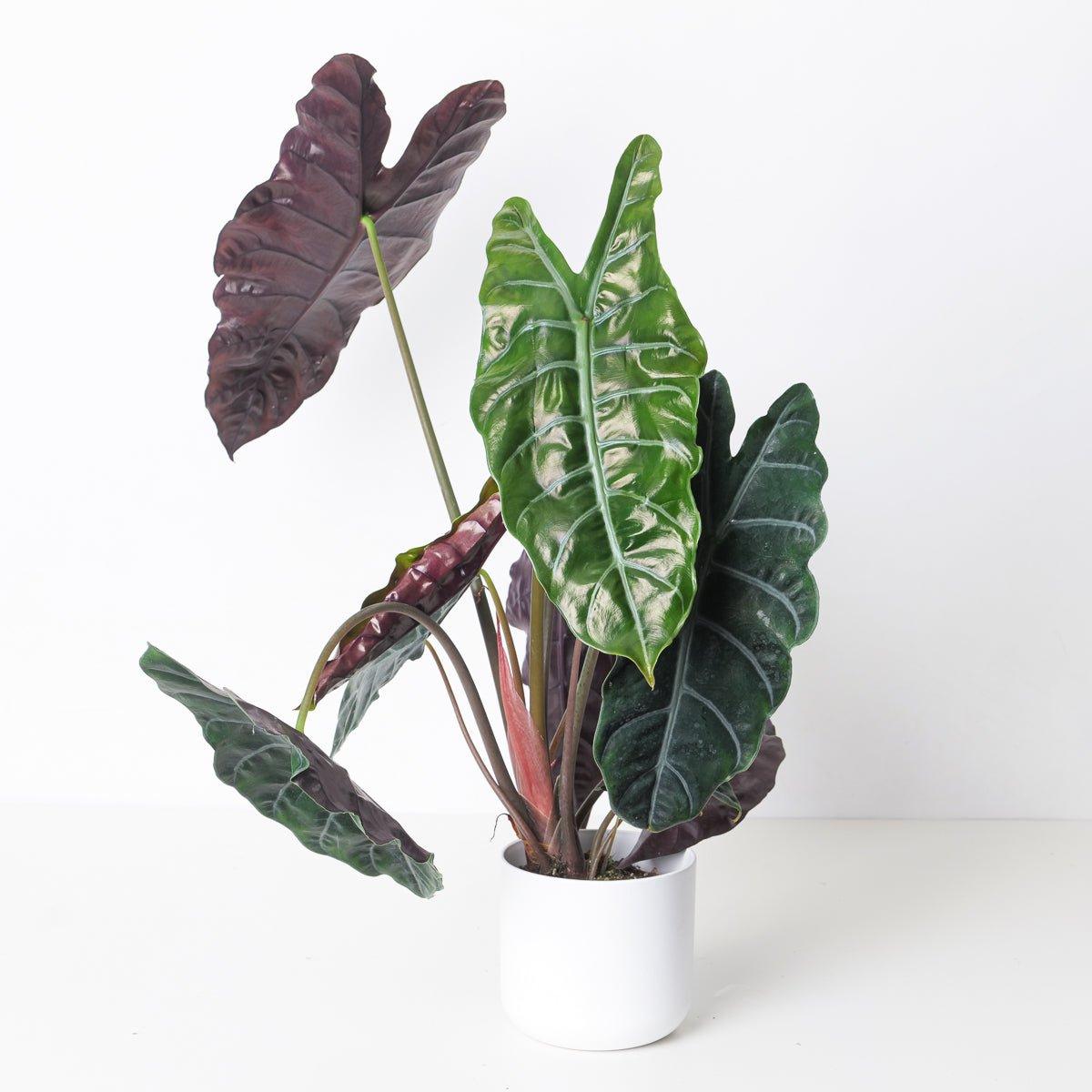 Alocasia Chantrieri - House of Kojo