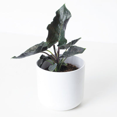 Alocasia Chienlii Antoro Velvet - House of Kojo