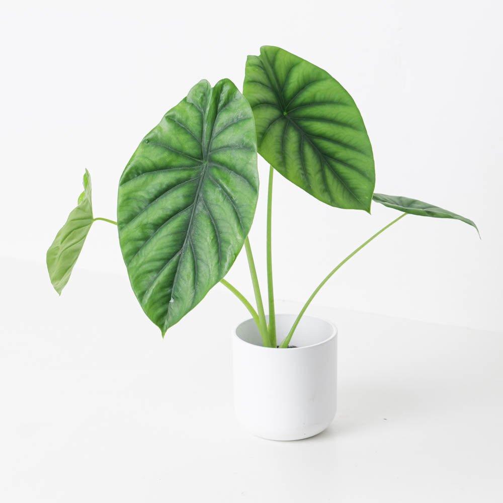 Alocasia Clypeolata - House of Kojo