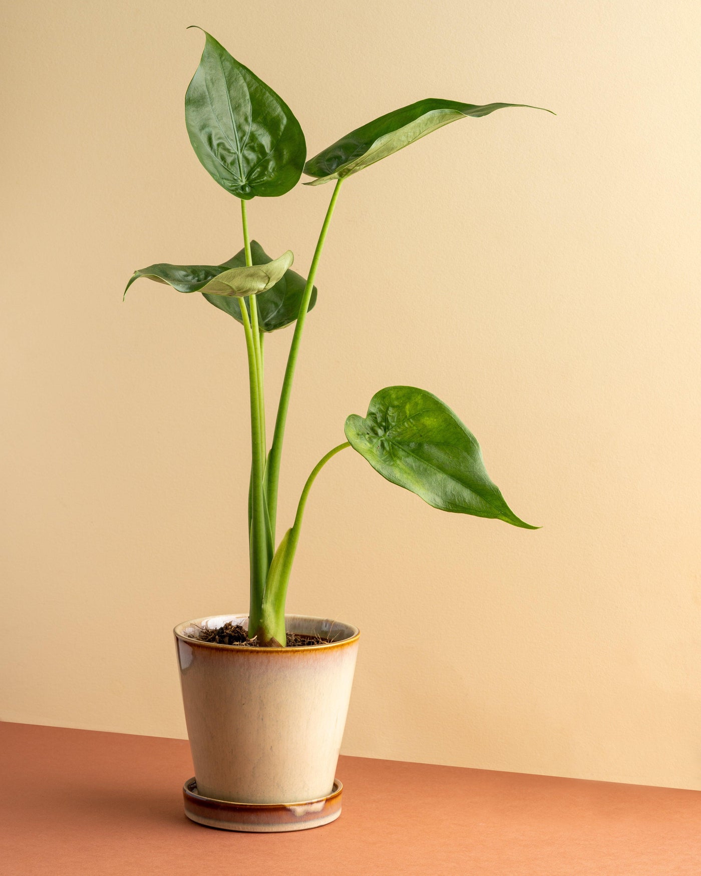 Alocasia Cucullata | House Plant - House of Kojo