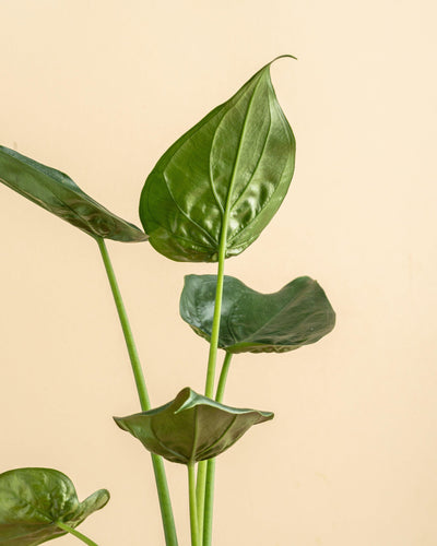 Alocasia Cucullata | House Plant - House of Kojo