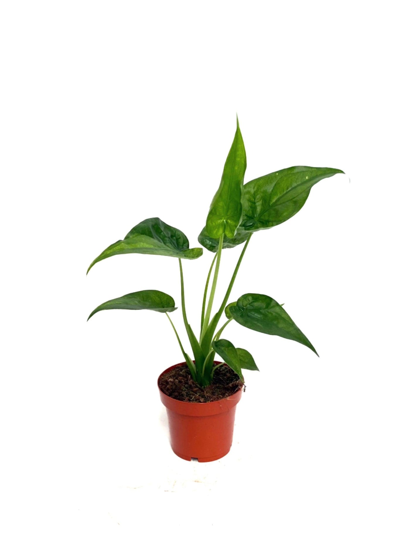 Alocasia Cucullata | House Plant - House of Kojo