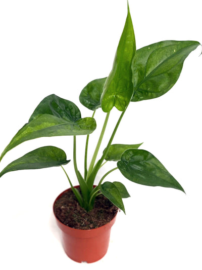 Alocasia Cucullata | House Plant - House of Kojo