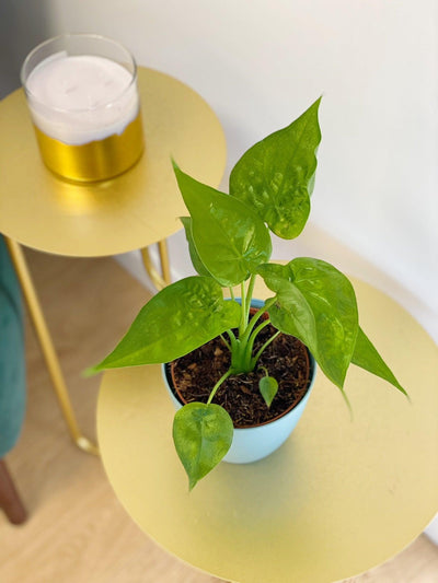 Alocasia Cucullata | House Plant - House of Kojo