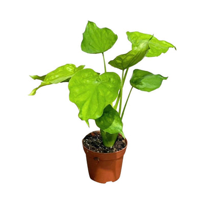 Alocasia Cucullata | House Plant - House of Kojo