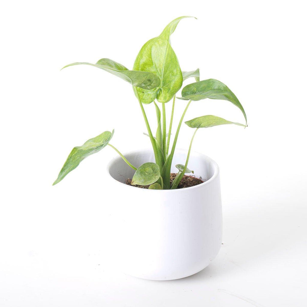 Alocasia Cucullata Variegated | Indoor Plants and Accessories