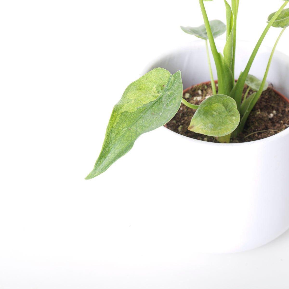 Alocasia Cucullata Variegated | Indoor Plants and Accessories