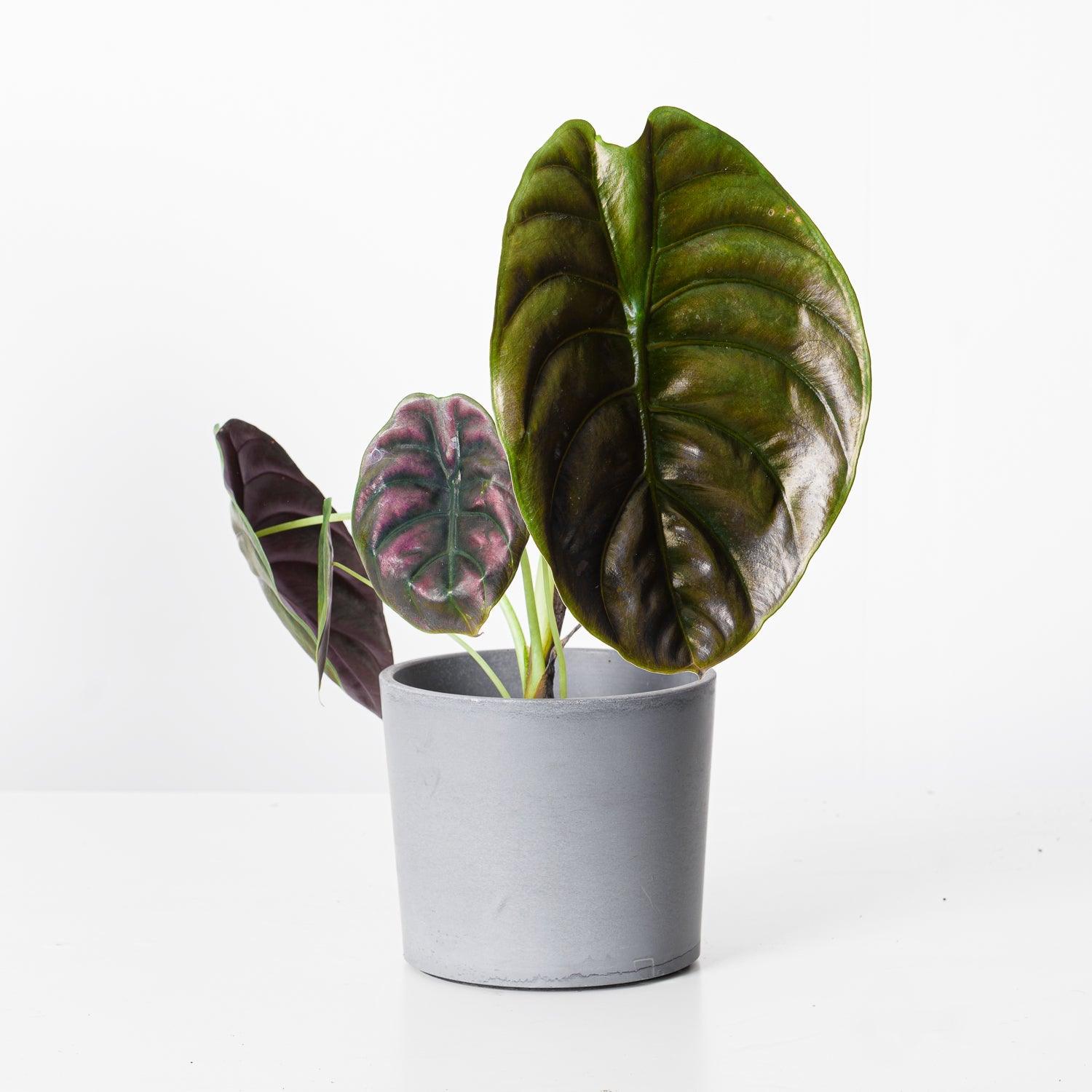 Alocasia Cuprea Red Secret | Indoor Plants and Accessories – House of Kojo
