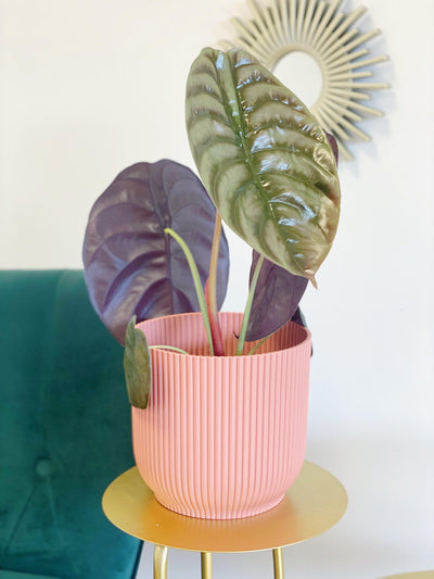 Alocasia Cuprea Red Secret - House of Kojo