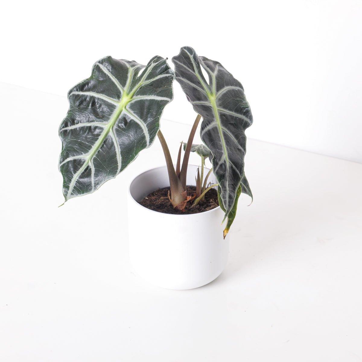 Alocasia Curly Bambino - House of Kojo