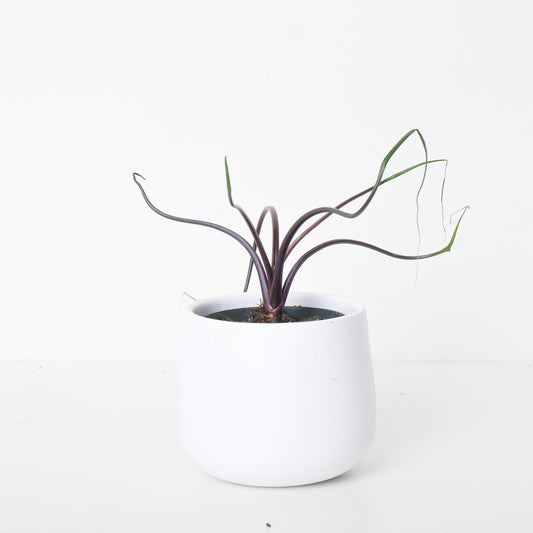 Alocasia Flying Squid - House of Kojo