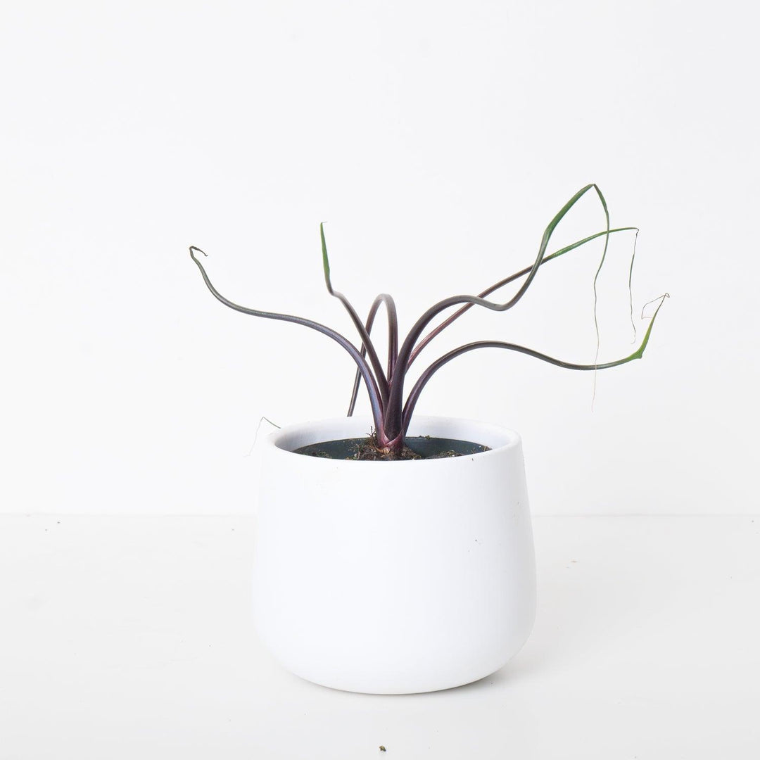 Alocasia Flying Squid