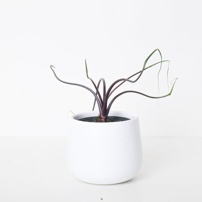 Alocasia Flying Squid - House of Kojo