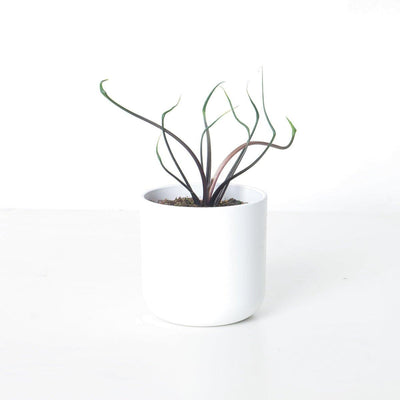 Alocasia Flying Squid - House of Kojo