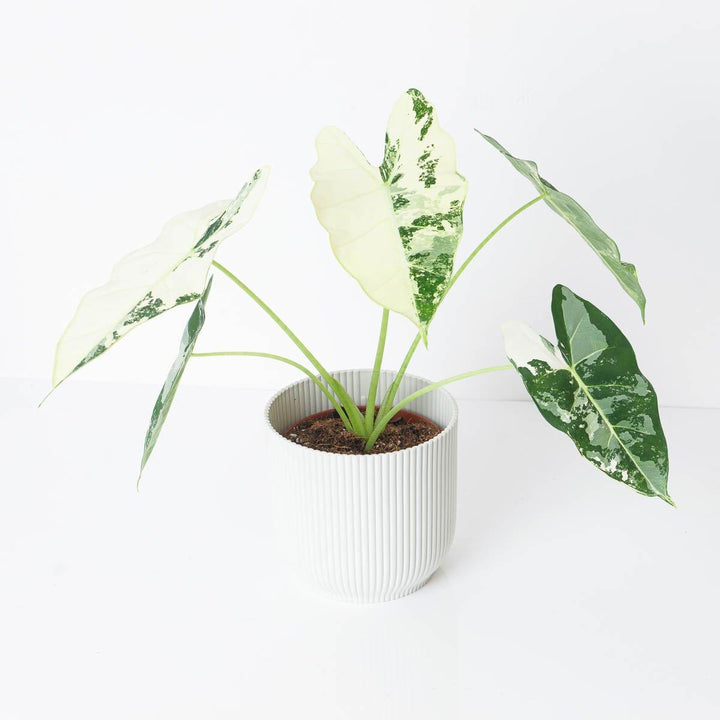 Alocasia 'Frydek' Variegata