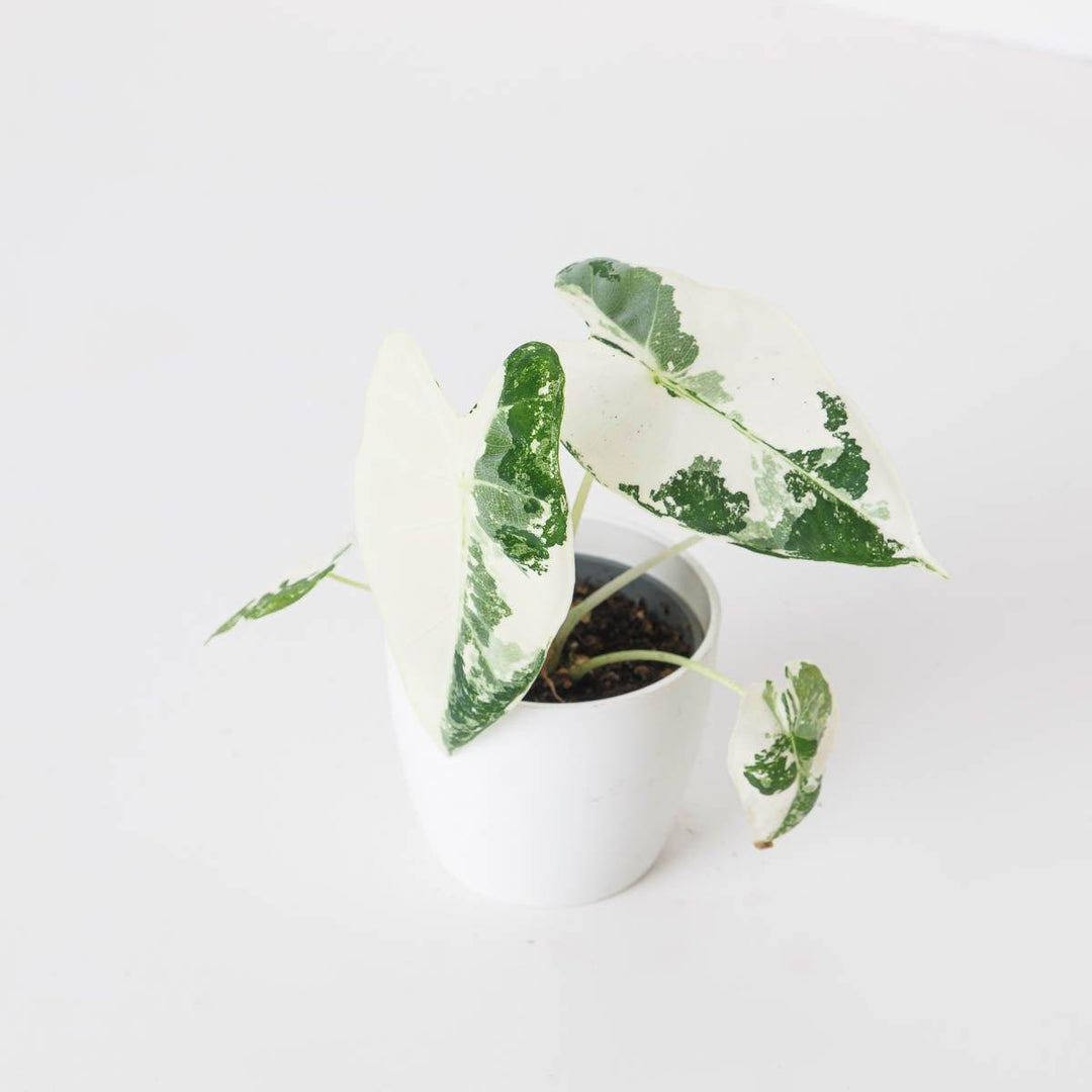 alocasia frydek variegata vergrünt Alocasia 'Frydek' Variegata