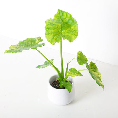 Alocasia gageana 'Variegated' - House of Kojo