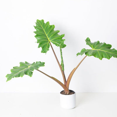 Alocasia Golden Dragon - House of Kojo