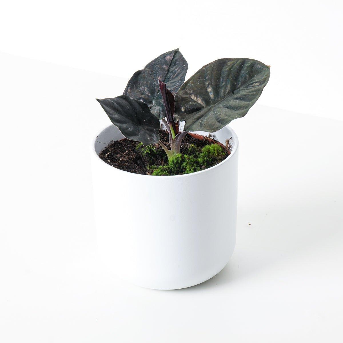 Black Magic House Plant Black Magic House Plant