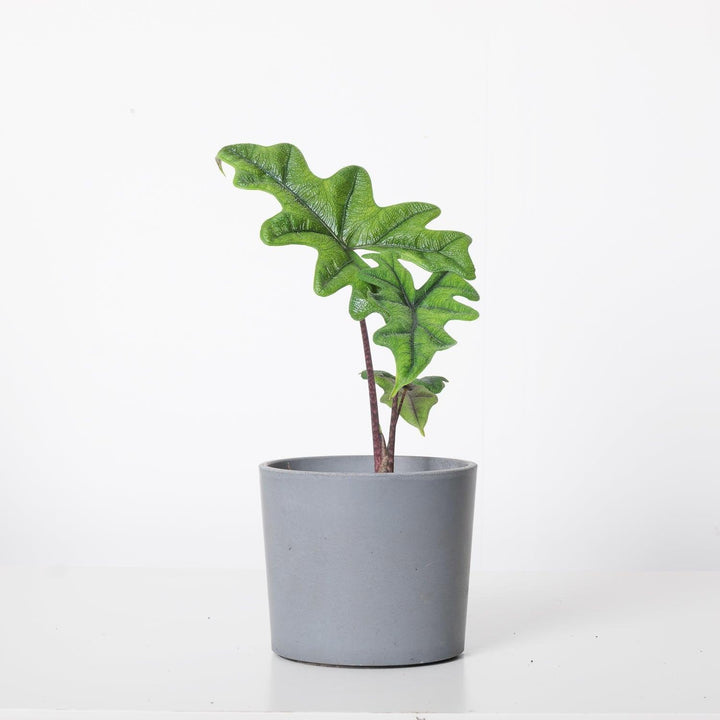 Alocasia Jacklyn | Indoor Plants and Accessories  House of Kojo