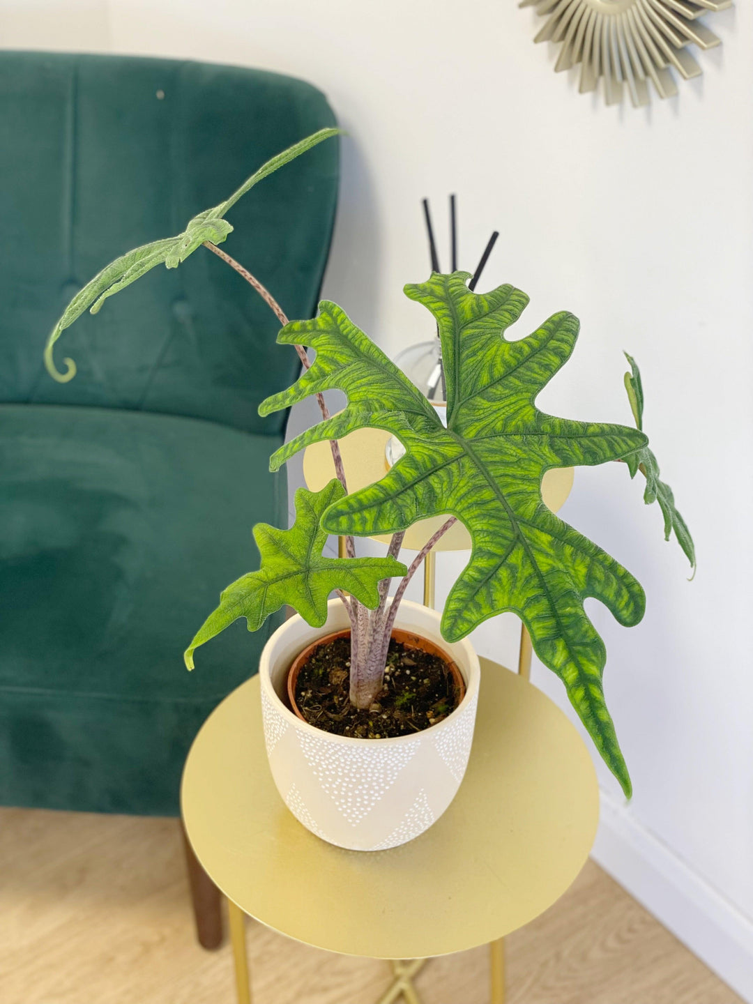 Alocasia Jacklyn | Indoor Plants and Accessories  House of Kojo