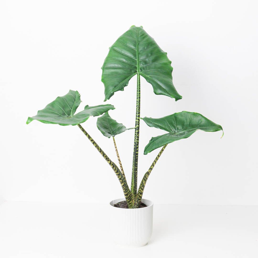 Alocasia Little Zebrina - House of Kojo