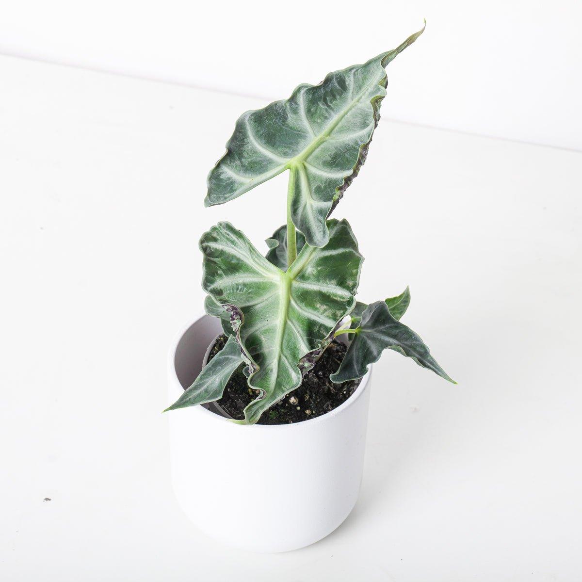 Alocasia Loco - House of Kojo