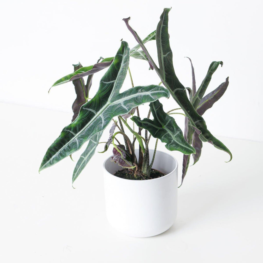 Alocasia Longiloba Narrow | Indoor Plants and Accessories