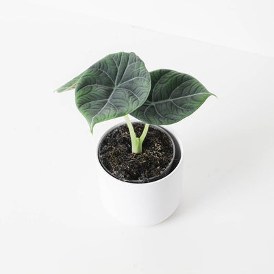 Alocasia 'Maharani' - House of Kojo