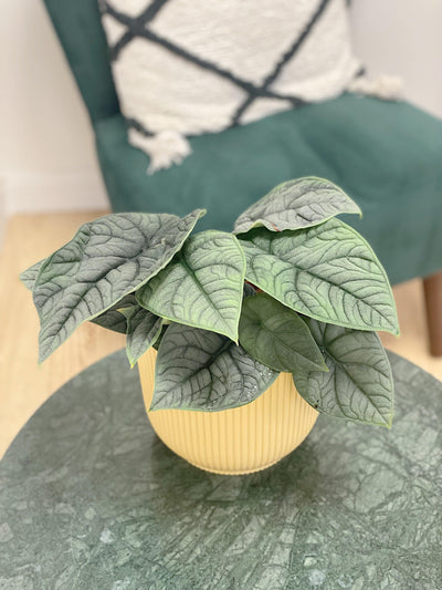 Alocasia Melo - House of Kojo