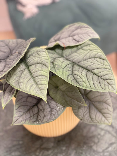 Alocasia Melo - House of Kojo