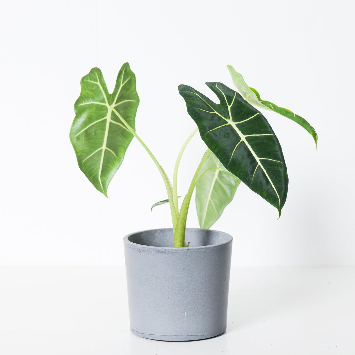 Alocasia Micholitziana Frydek Green Velvet - House of Kojo