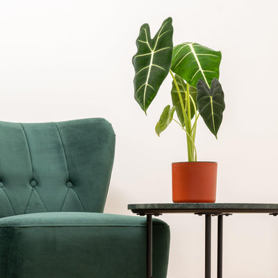 Alocasia Micholitziana Frydek Green Velvet - House of Kojo