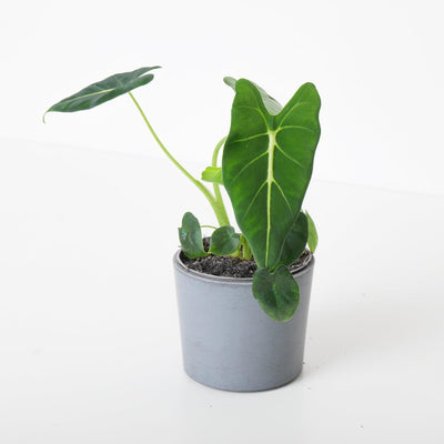 Alocasia Micholitziana Frydek Green Velvet - House of Kojo